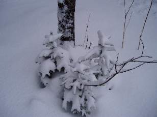 Temp�te sur le Jura