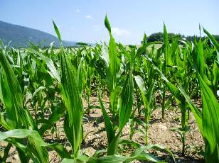 Dans les champs en juillet