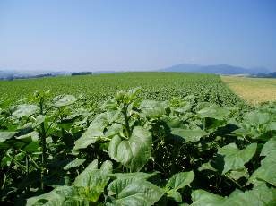 Dans les champs en juillet