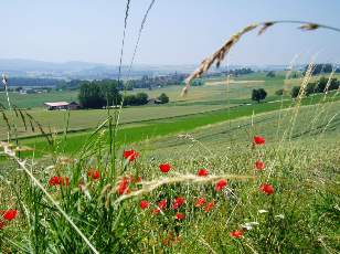 Dans les champs en juillet