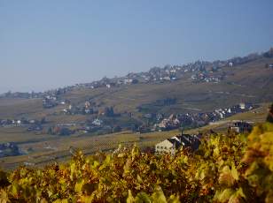 Vigne du Lavaux en novembre avec vue sur le lac L�man