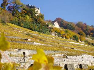 Vigne du Lavaux en novembre