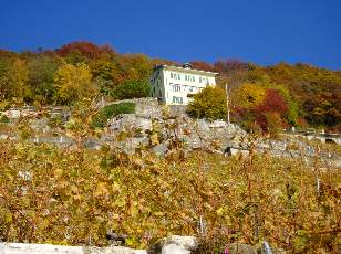 Vigne du Lavaux en novembre