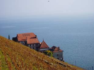 Vigne du Lavaux en novembre avec vue sur le lac L�man