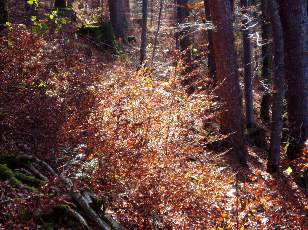 Lac et tourbi�res de Malpas, les pr�s Partot et le bief Belin