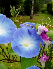 Magie et Beaut� de la Nature