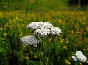Fleurs d'�t� dans le Jura Vaudois, La Vraconnaz, Switzerland