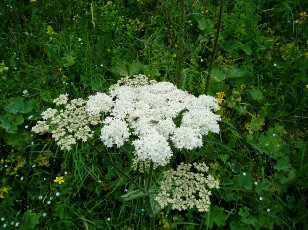 Fleurs d'�t� dans le Jura Vaudois, La Vraconnaz, Switzerland