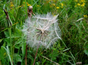 Fleurs d'�t� dans le Jura Vaudois, La Vraconnaz, Switzerland