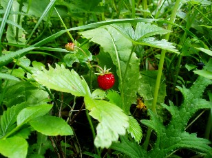 Fleurs d'�t� dans le Jura Vaudois, La Vraconnaz, Switzerland