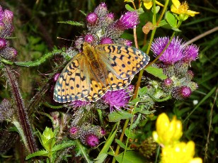 Fleurs d'�t� dans le Jura Vaudois, La Vraconnaz, Switzerland