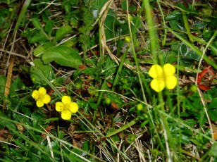 Fleurs d'�t� dans le Jura Vaudois, La Vraconnaz, Switzerland