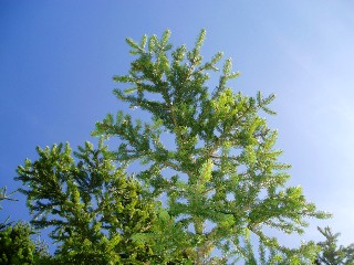 Couleurs d'automne dans le Jura Vaudois � L'Auberson 