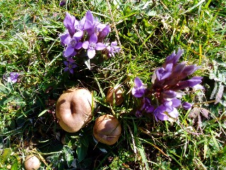 Couleurs d'automne dans le Jura Vaudois � L'Auberson 