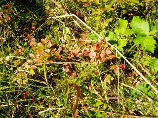 Couleurs d'automne dans le Jura Vaudois � L'Auberson 