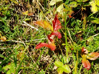 Couleurs d'automne dans le Jura Vaudois � L'Auberson 