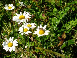 Couleurs d'automne dans le Jura Vaudois � L'Auberson 