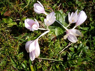 Couleurs d'automne dans le Jura Vaudois � L'Auberson 