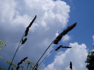 Gramin�es le long du lac Saint Point