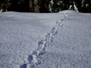 Beaut� de la Nature