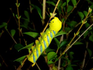 Jardin botanique au mois d'ao�t � Berne