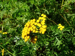 Jardin botanique au mois d'ao�t � Berne