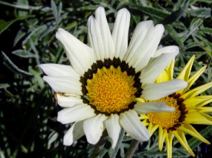 Jardin botanique au mois d'ao�t � Gen�ve