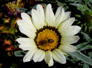 Jardin botanique au mois d'ao�t � Gen�ve