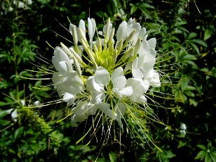 Jardin botanique au mois d'ao�t � Gen�ve