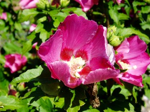 Jardin botanique au mois d'ao�t � Gen�ve