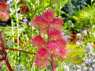 Jardin botanique au mois d'ao�t � Gen�ve