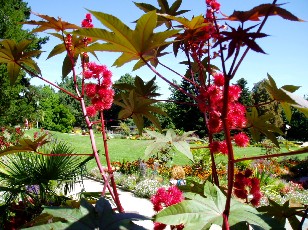 Jardin botanique au mois d'ao�t � Gen�ve