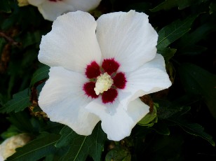 Jardin botanique au mois d'ao�t � Gen�ve