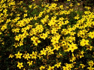 Jardin botanique au mois d'ao�t � Neuch�tel