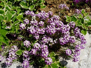 Jardin botanique au mois d'ao�t � Neuch�tel