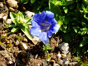 Jardin botanique au mois d'ao�t � Neuch�tel