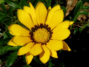 Jardin botanique au mois d'ao�t � Neuch�tel