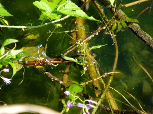 L'�tang et ses libellules