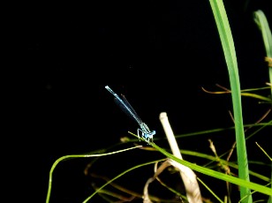 L'�tang et ses libellules