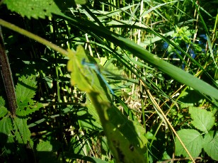 L'�tang et ses libellules