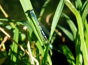 L'�tang et ses libellules