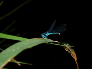 L'�tang et ses libellules