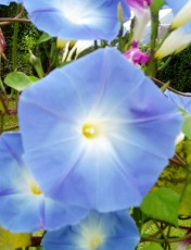 Magie et beaut� de la Nature