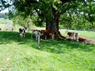 Mont�e � l'alpage mai 2009, Association Franco-Suisse, Les Granges du Miroir