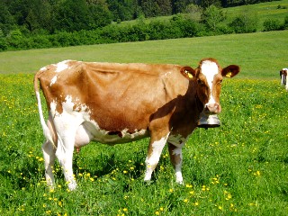 Mont�e � l'alpage mai 2009, Association Franco-Suisse, Les Granges du Miroir