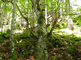 Gorges de la Po�ta-Raisse