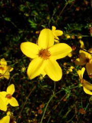 Magie et Beaut� de la Nature