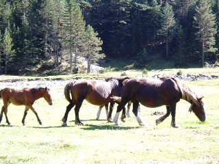 Magie et Beaut� de la Nature au Pont d'Espagne !