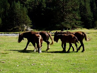 Magie et Beaut� de la Nature au Pont d'Espagne !
