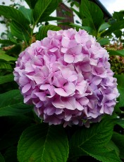 Beaut� de la nature